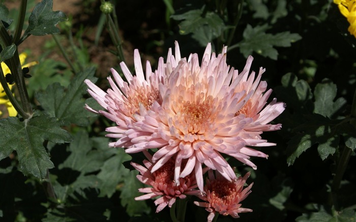 fleurs fond d'écran Widescreen close-up (25) #3