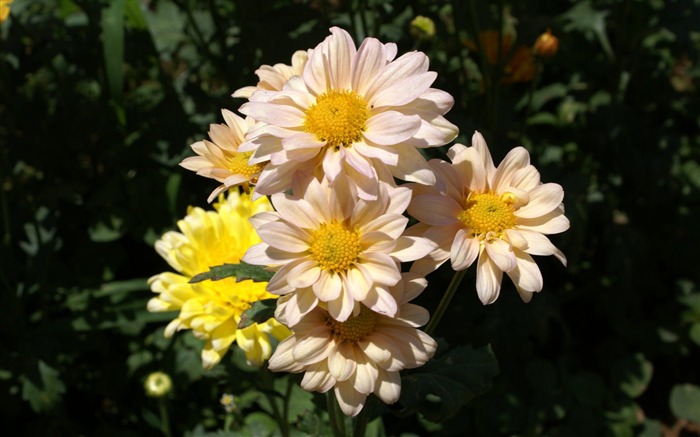 fleurs fond d'écran Widescreen close-up (25) #9