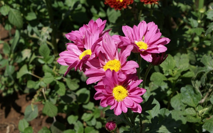 fleurs fond d'écran Widescreen close-up (25) #10