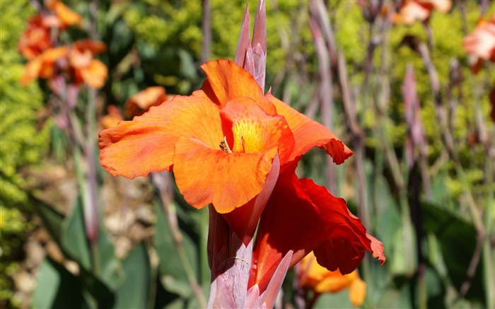 fleurs fond d'écran Widescreen close-up (25) #12