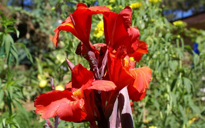 fleurs fond d'écran Widescreen close-up (25) #13