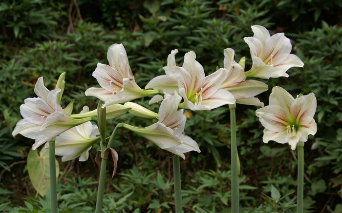 fleurs fond d'écran Widescreen close-up (25) #17