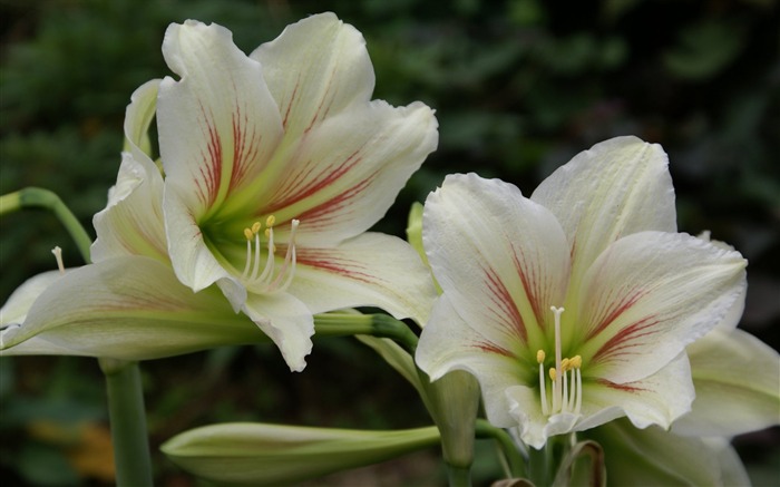 fleurs fond d'écran Widescreen close-up (25) #18