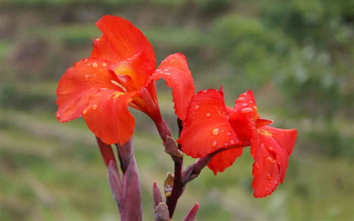 ワイドスクリーンの壁紙の花に近い(25)を開く #20