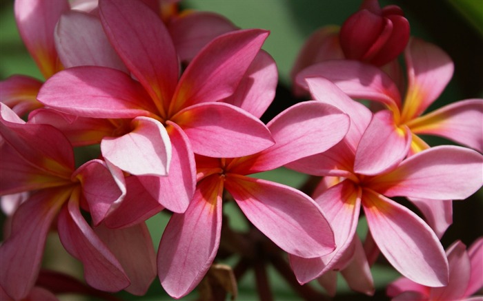 fleurs fond d'écran Widescreen close-up (26) #1