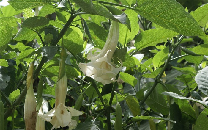 fleurs fond d'écran Widescreen close-up (26) #3