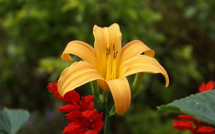 fleurs fond d'écran Widescreen close-up (26) #12