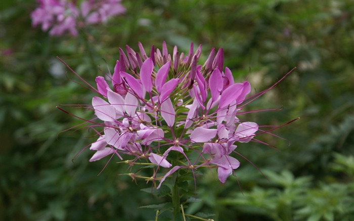 fleurs fond d'écran Widescreen close-up (26) #14