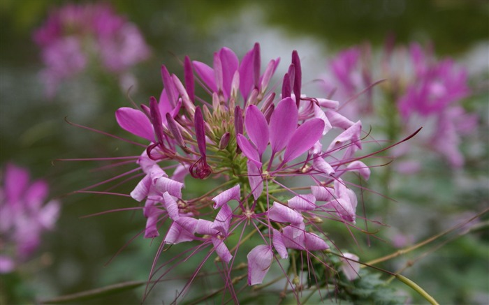 fleurs fond d'écran Widescreen close-up (26) #15