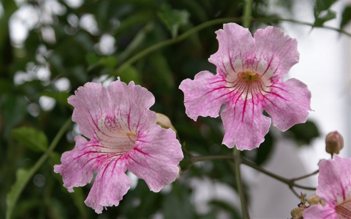 fleurs fond d'écran Widescreen close-up (26) #16