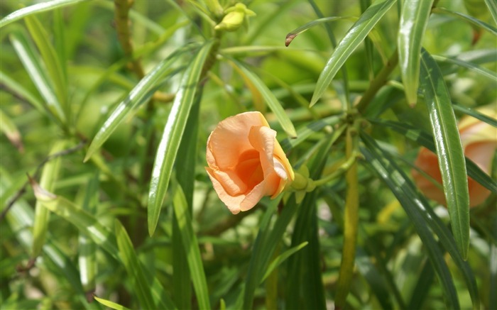 fleurs fond d'écran Widescreen close-up (26) #19