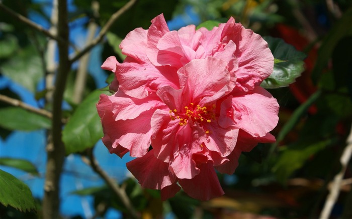 fleurs fond d'écran Widescreen close-up (27) #1