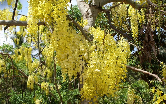 ワイドスクリーンの壁紙の花に近い(27)を開く #9