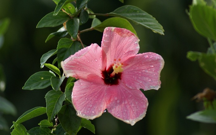 fleurs fond d'écran Widescreen close-up (27) #12