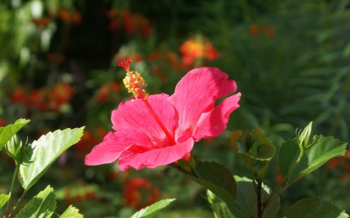 ワイドスクリーンの壁紙の花に近い(27)を開く #14