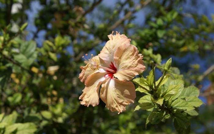 fleurs fond d'écran Widescreen close-up (27) #15