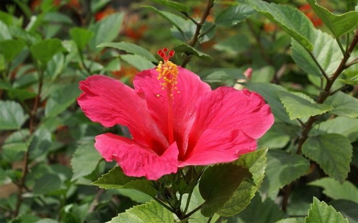 fleurs fond d'écran Widescreen close-up (27) #17