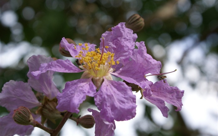 fleurs fond d'écran Widescreen close-up (27) #19