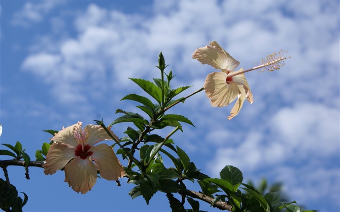 fleurs fond d'écran Widescreen close-up (28) #3