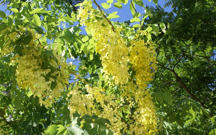 fleurs fond d'écran Widescreen close-up (28) #5