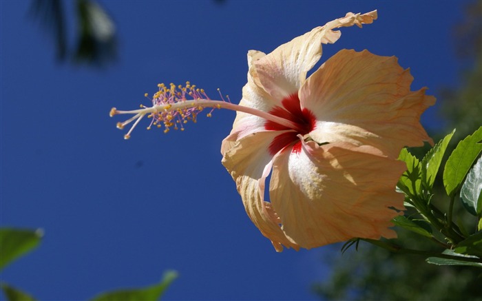 fleurs fond d'écran Widescreen close-up (28) #7