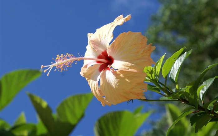 ワイドスクリーンの壁紙の花に近い(28)を開く #8