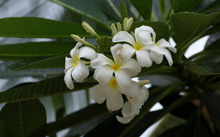 fleurs fond d'écran Widescreen close-up (28) #10