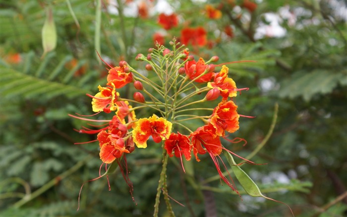 fleurs fond d'écran Widescreen close-up (28) #11