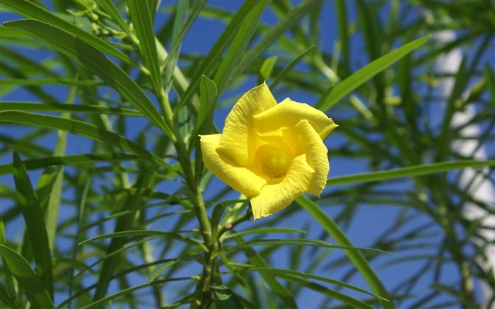 fleurs fond d'écran Widescreen close-up (28) #13