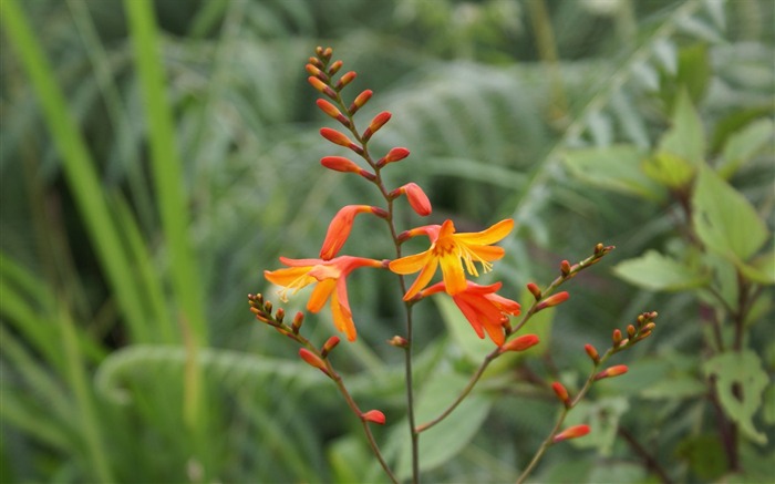 fleurs fond d'écran Widescreen close-up (28) #15