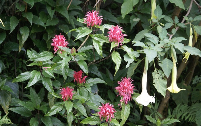 fleurs fond d'écran Widescreen close-up (28) #17