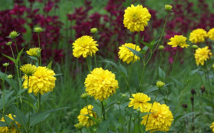 fleurs fond d'écran Widescreen close-up (29) #1