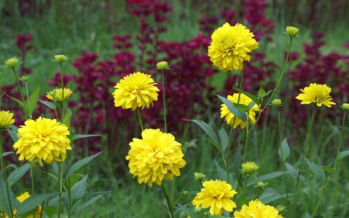 fleurs fond d'écran Widescreen close-up (29) #2