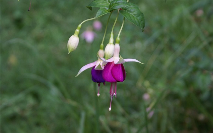 Widescreen wallpaper flowers close-up (29) #5