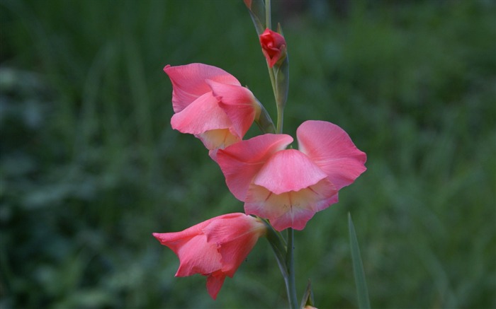 fleurs fond d'écran Widescreen close-up (29) #7