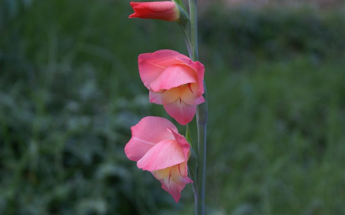 fleurs fond d'écran Widescreen close-up (29) #8