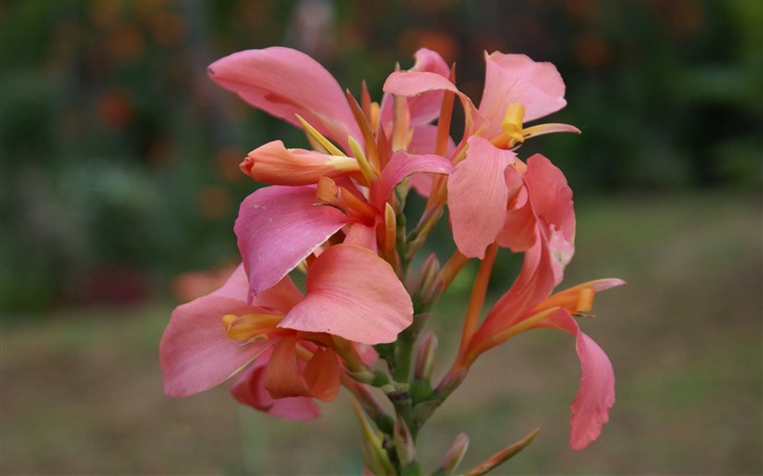 fleurs fond d'écran Widescreen close-up (29) #9