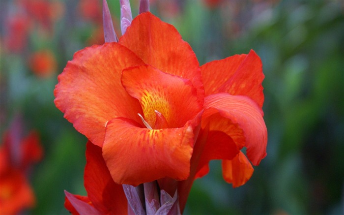 fleurs fond d'écran Widescreen close-up (29) #11