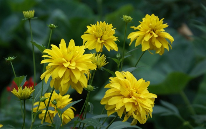 fleurs fond d'écran Widescreen close-up (29) #12