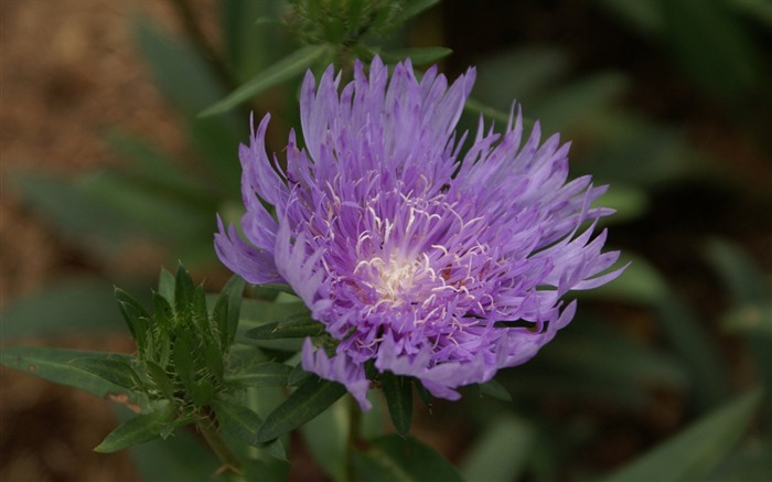 fleurs fond d'écran Widescreen close-up (29) #14