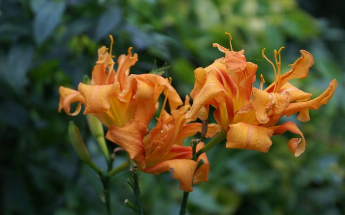 fleurs fond d'écran Widescreen close-up (29) #17