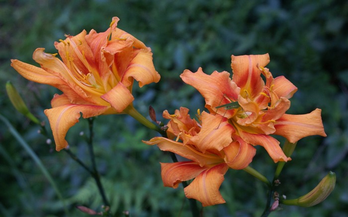 fleurs fond d'écran Widescreen close-up (29) #18