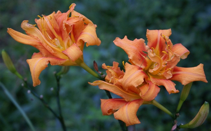 fleurs fond d'écran Widescreen close-up (29) #19