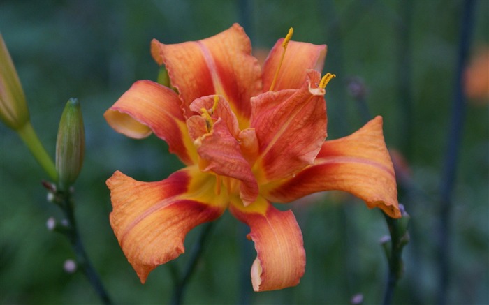 fleurs fond d'écran Widescreen close-up (29) #20