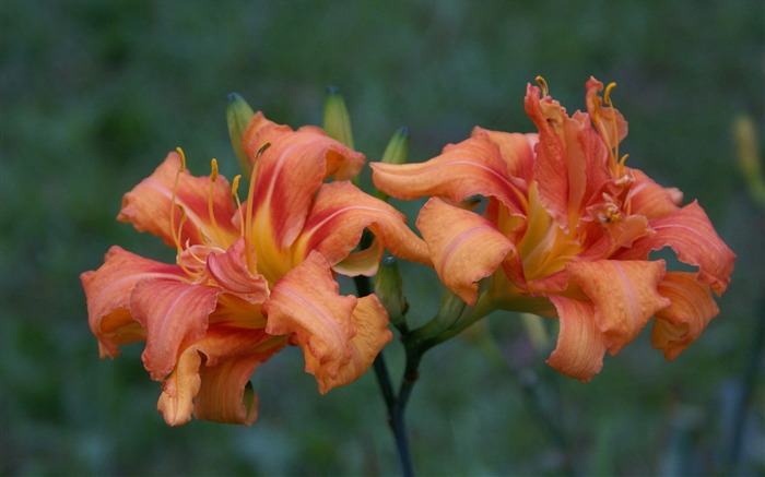 fleurs fond d'écran Widescreen close-up (30) #5