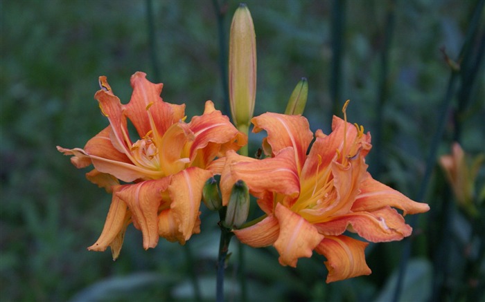 fleurs fond d'écran Widescreen close-up (30) #6