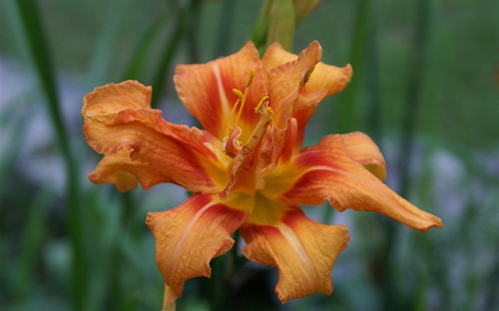 fleurs fond d'écran Widescreen close-up (30) #8