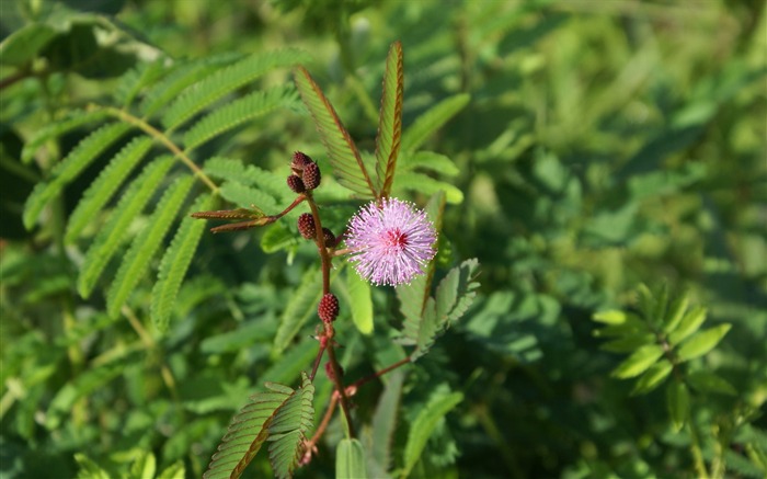 fleurs fond d'écran Widescreen close-up (30) #9