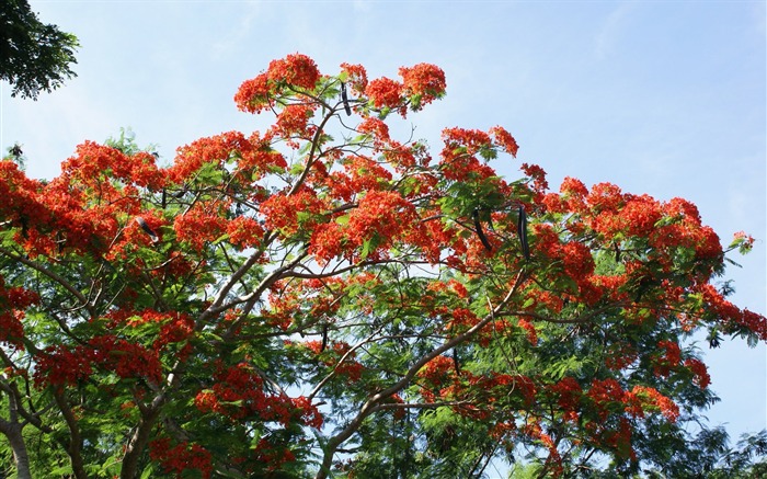 宽屏鲜花特写 壁纸(30)12