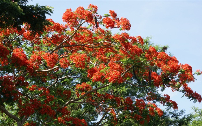 宽屏鲜花特写 壁纸(30)13